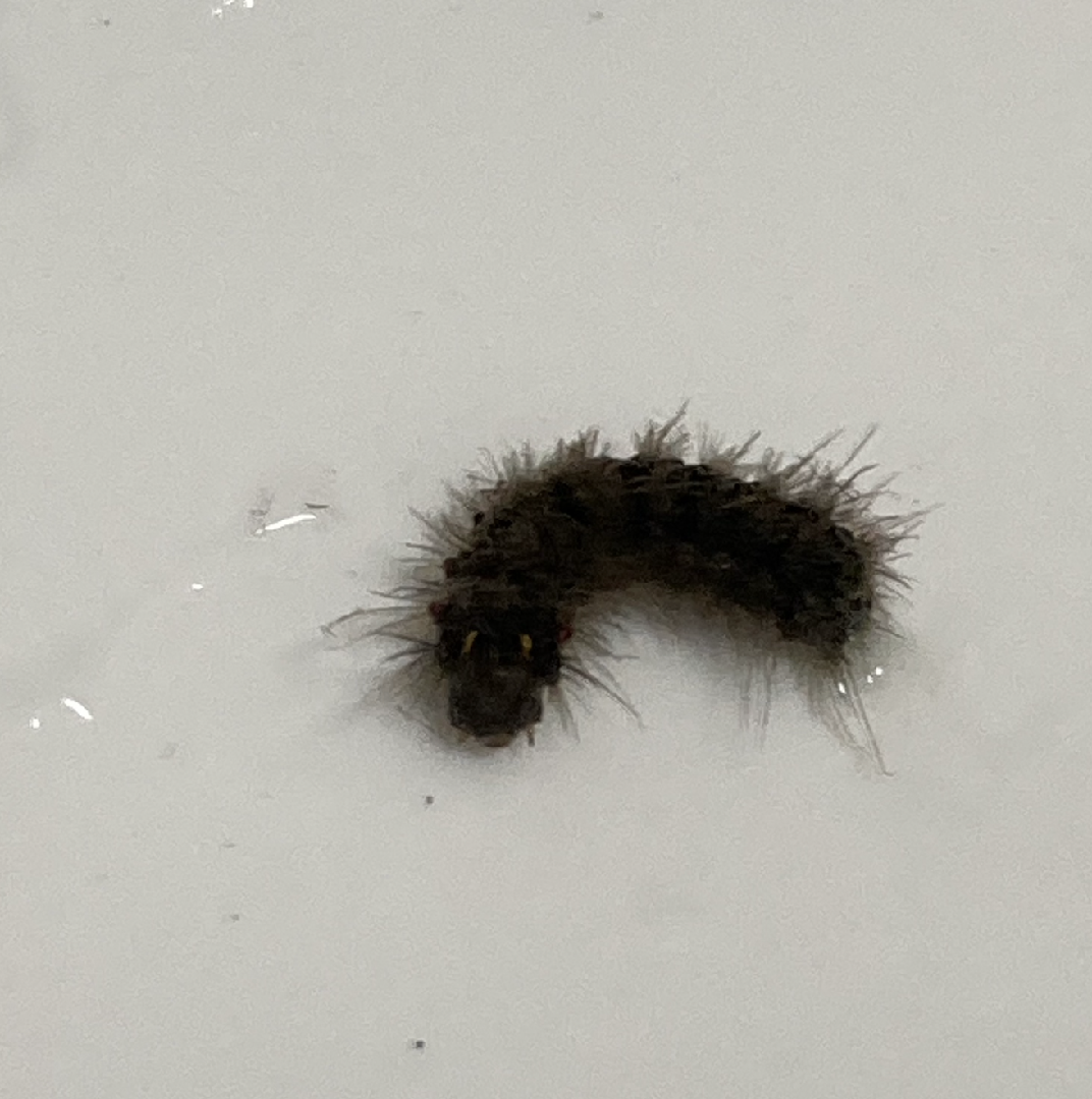 想請問這是什麼毛毛蟲？