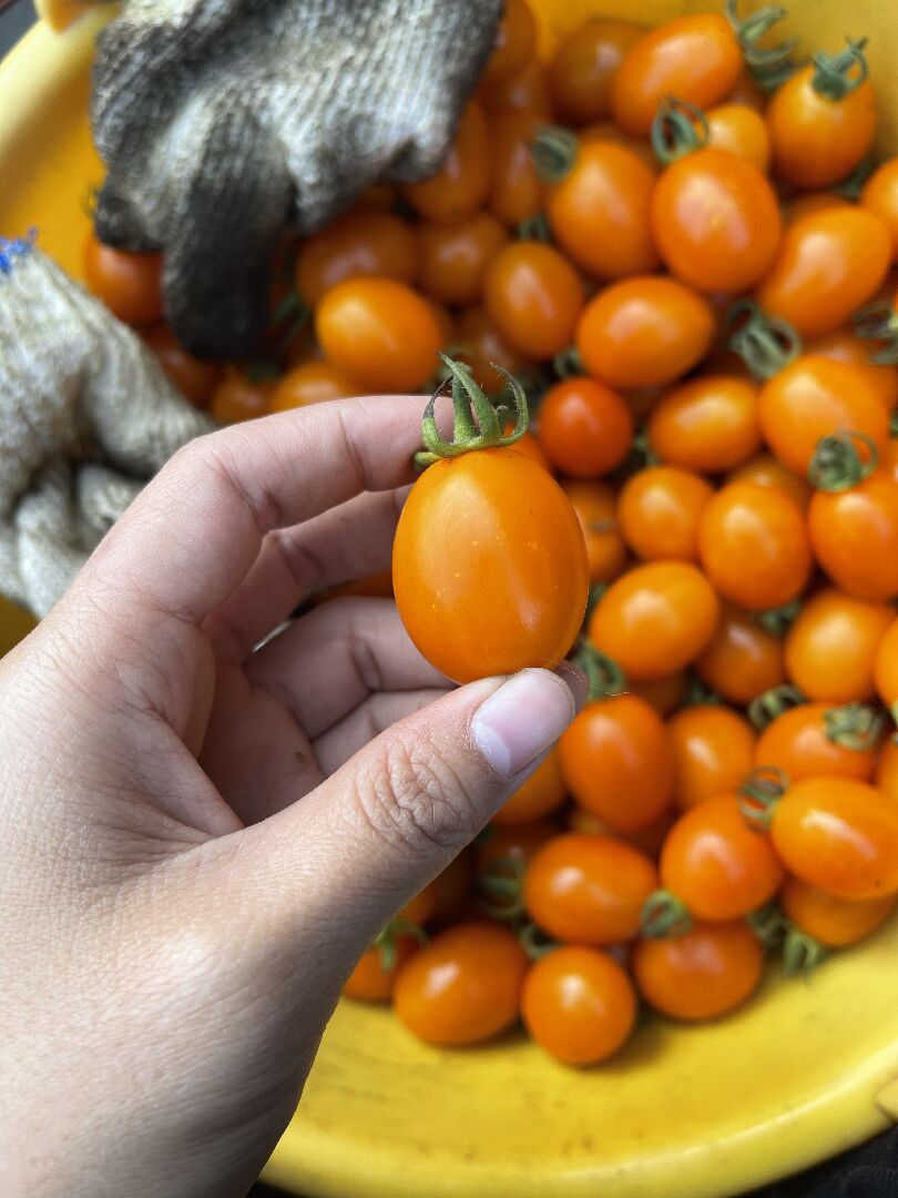 小番茄採收後期，果實上出現黃色斑點