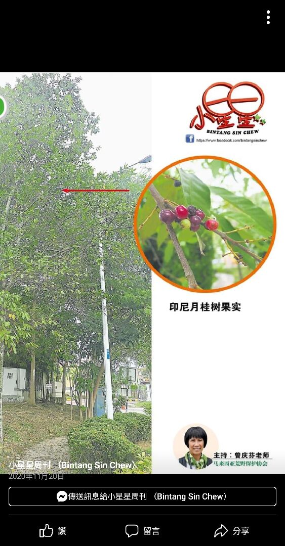 想詢問這印尼月桂在台灣叫什麼植物名