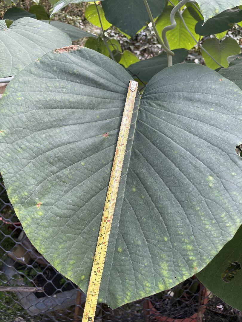 這是什麼植物？會不會對環境有危害？