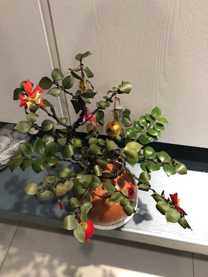 圓葉竹柏葉子乾枯、冒黑斑