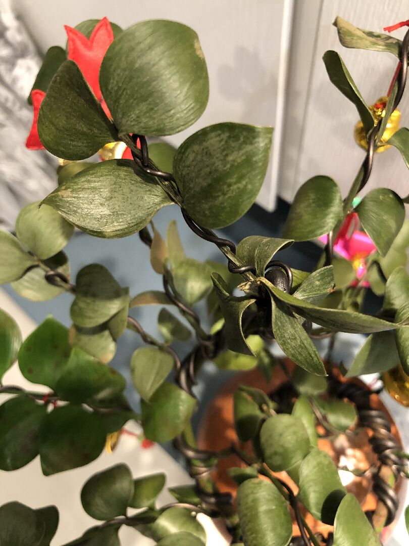 圓葉竹柏葉子乾枯、冒黑斑