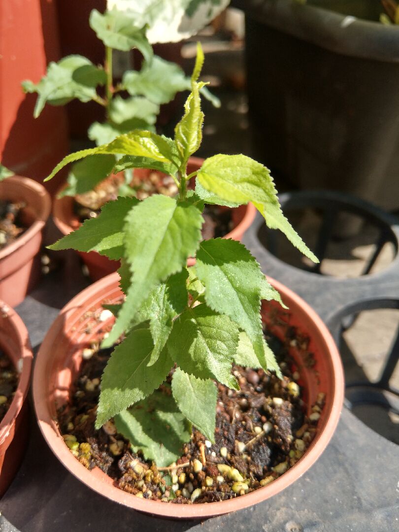 請問這是誰的幼苗？