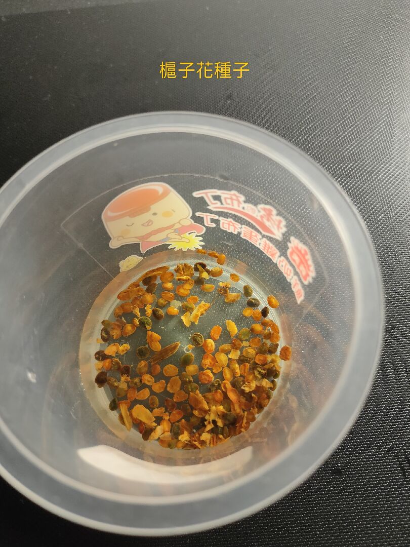 白茉莉和槴子花種子怎麼催芽？