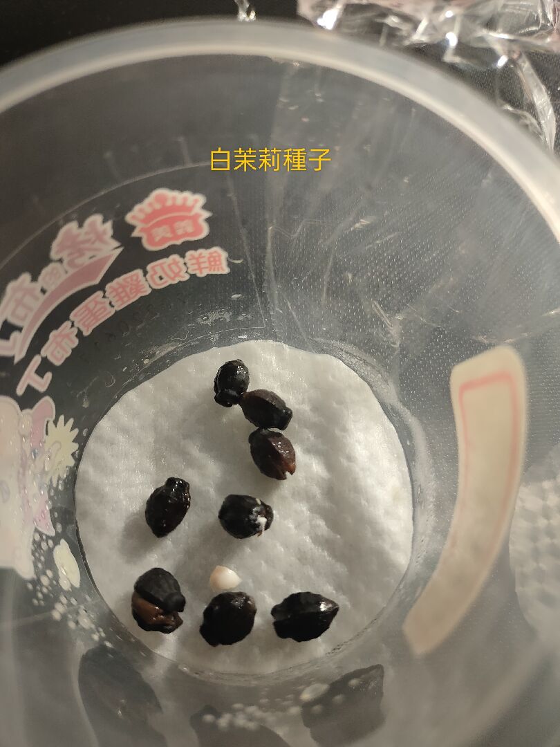 白茉莉和槴子花種子怎麼催芽？