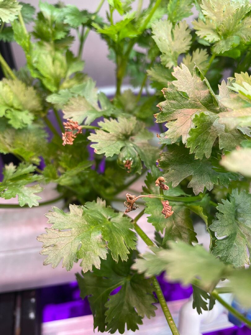 水耕香菜(芫荽)的部分葉尖及新葉出現乾枯燒焦狀