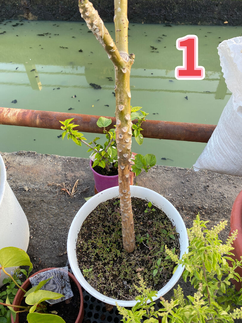 想請問圖片中雞蛋花莖幹變色也開不出新葉是怎麼了？還有一株植株