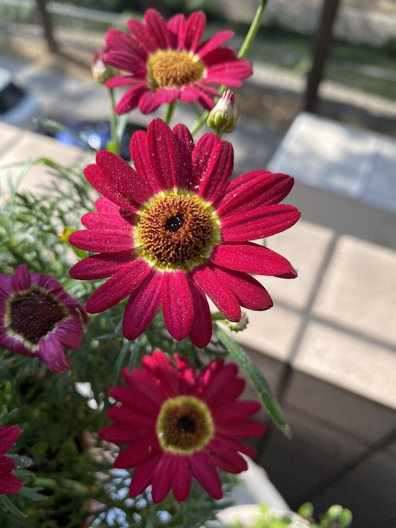 瑪格麗特的花上面有白色結晶體，請問是什麼原因