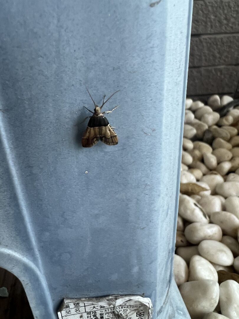 請問這是什麼蛾？