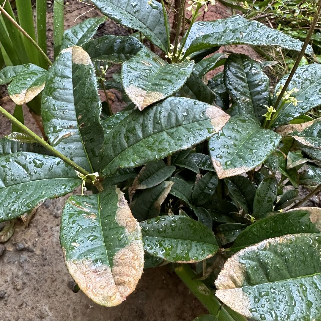 龍眼樹和桂花褐葉