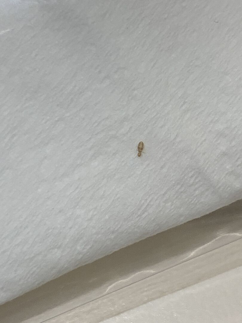 請問這是什麼小蟲？