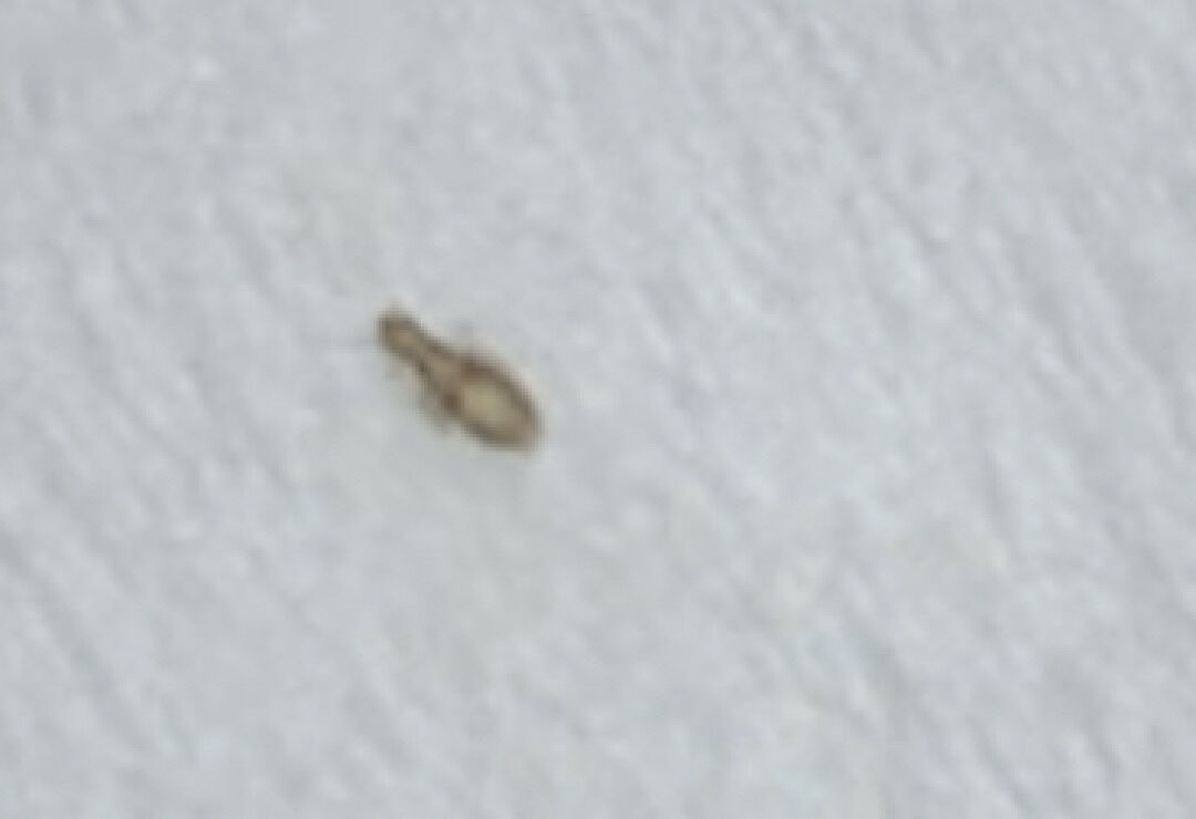 請問這是什麼小蟲？