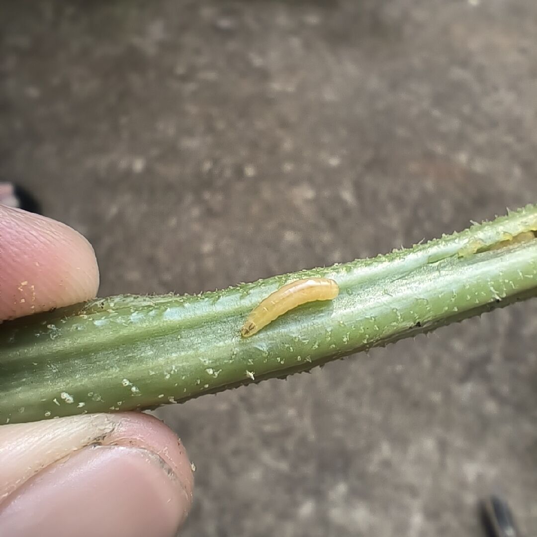 小黃瓜莖部被蟲蛀，求救！