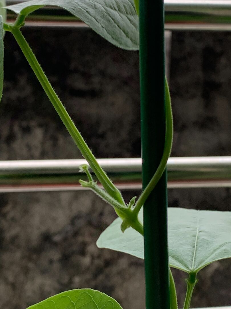 四季豆之花芽與花苞離奇消失