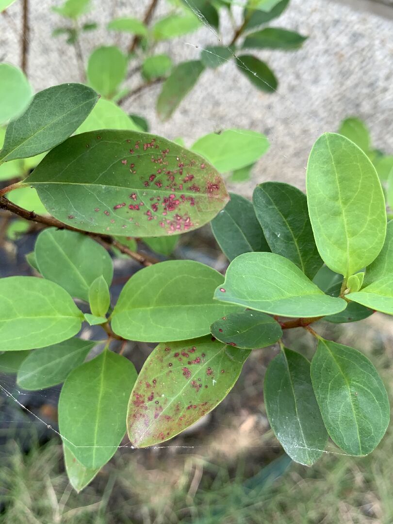 請問植物生了什麼病