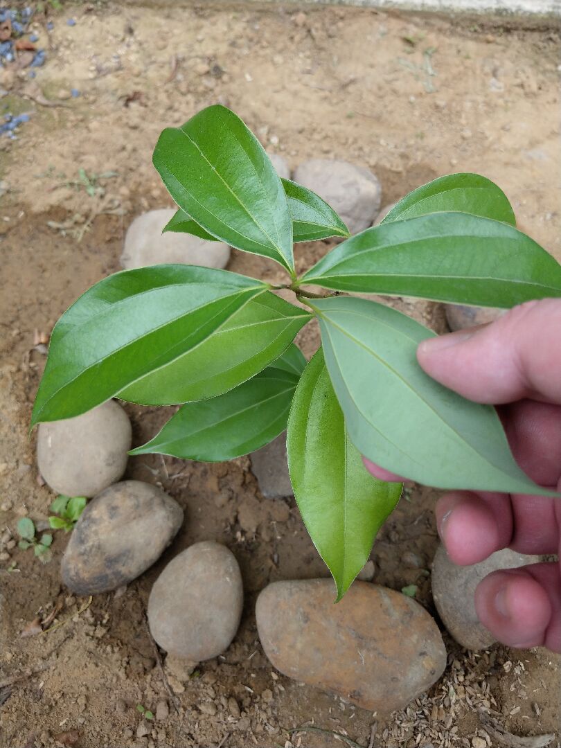 請問這是否為土肉桂