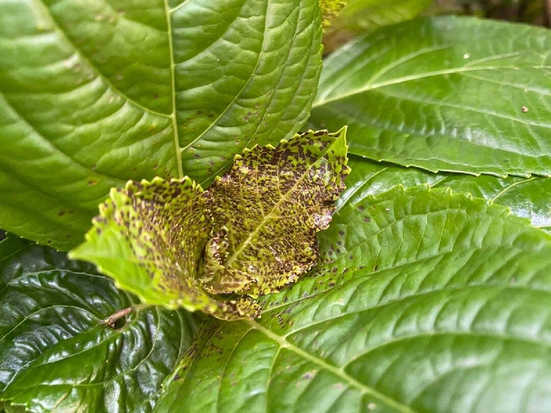 請問照片中的繡球花怎麼了？