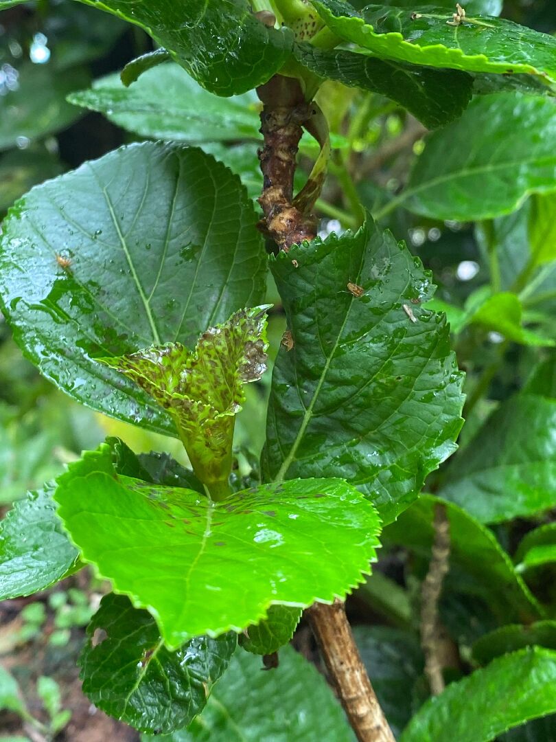 請問照片中的繡球花怎麼了？