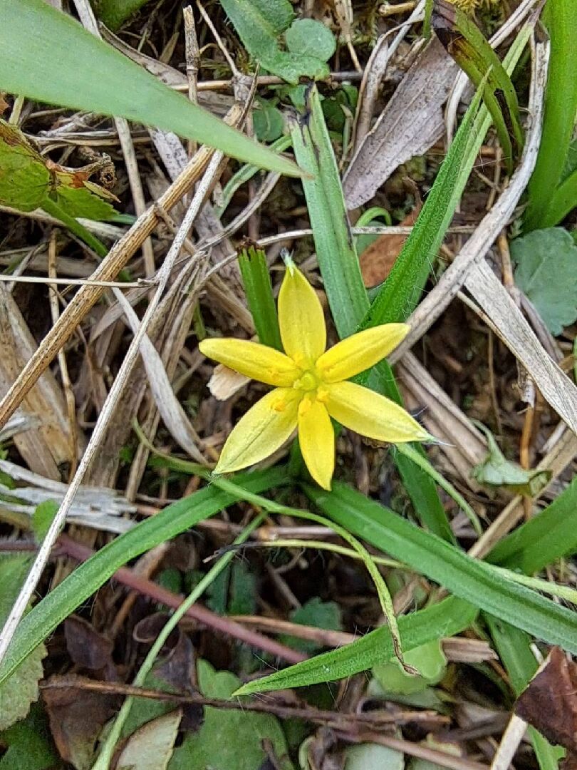 不知名的小黃花