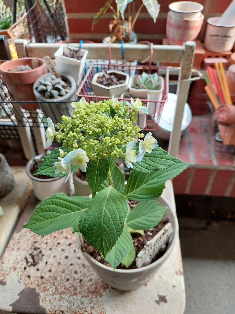 請問這顆繡球花品種是什麼