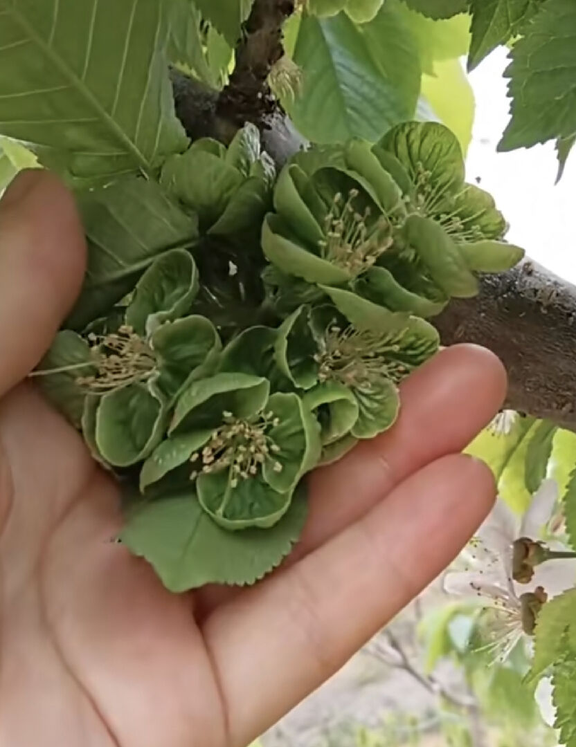 櫻桃花變葉是為什麼？