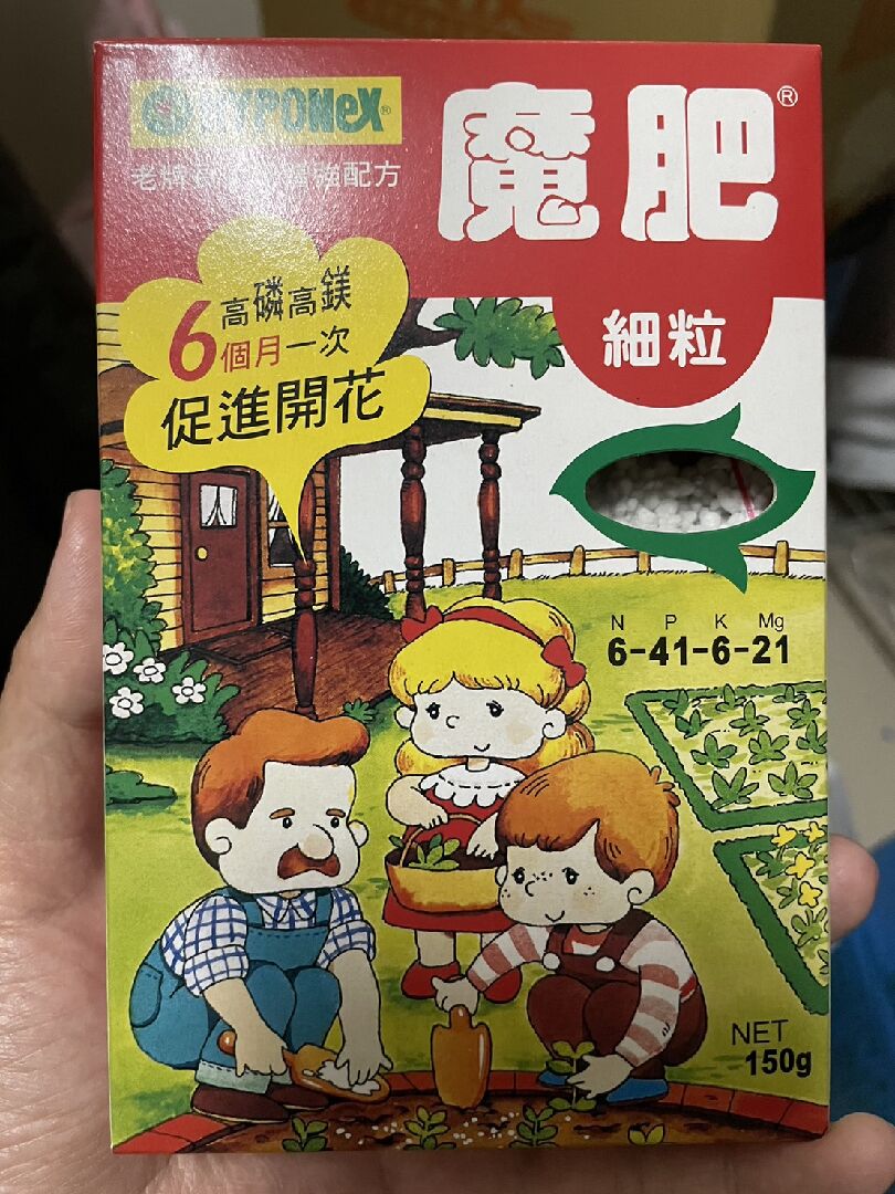 楓葉天竺葵花苞枯萎