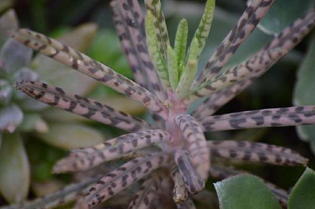 俗稱不死鳥的多肉植物 請問它的名稱