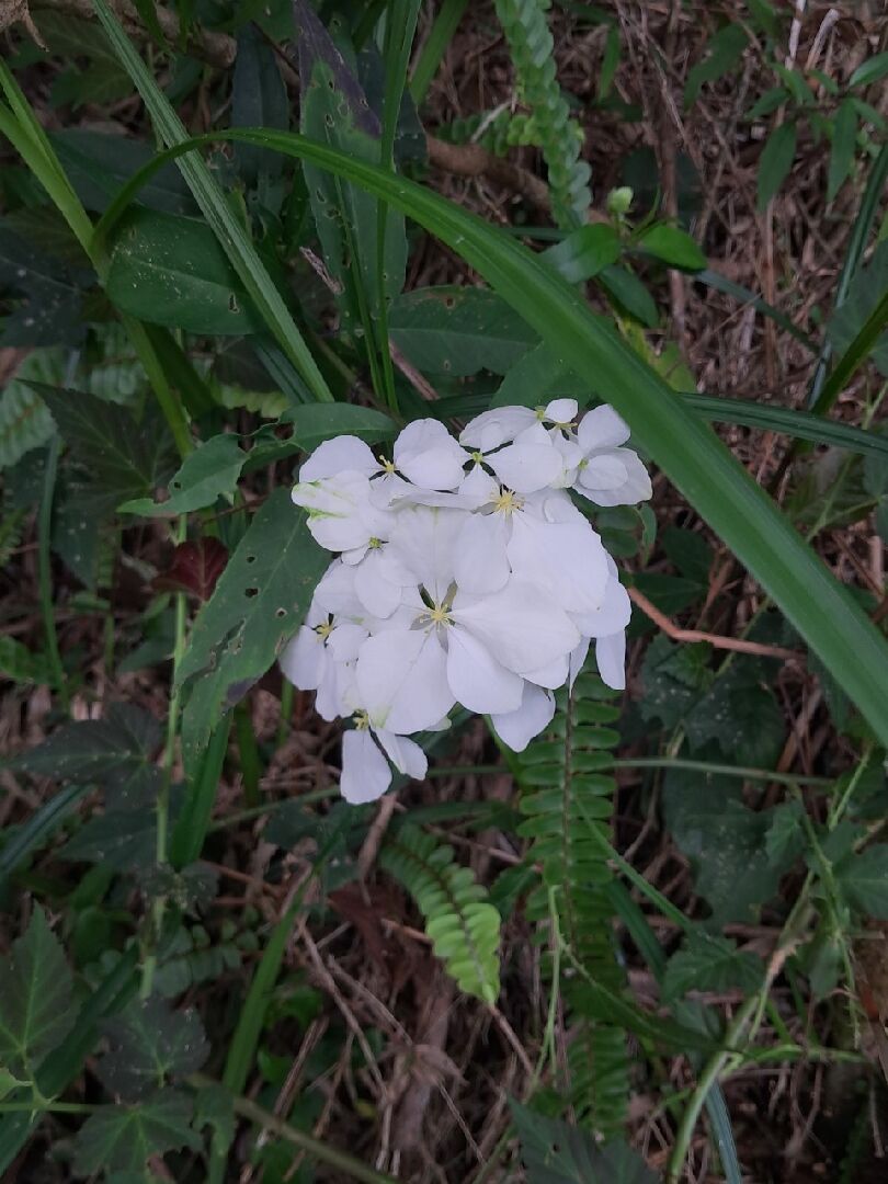 請問這是什麼花