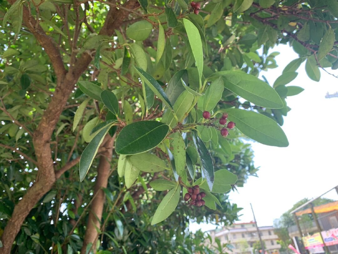 請問這植物的名稱?