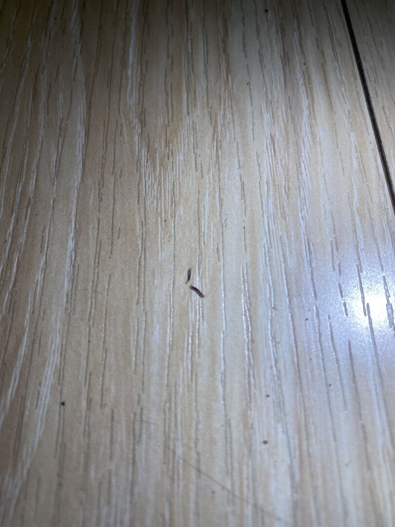 請這是什麼蟲