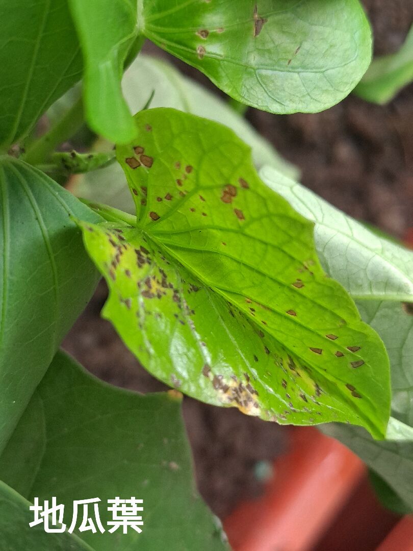 植物葉面佈滿黑色斑點