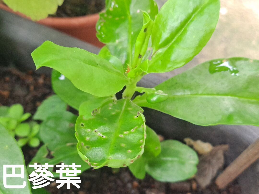 植物葉面佈滿黑色斑點