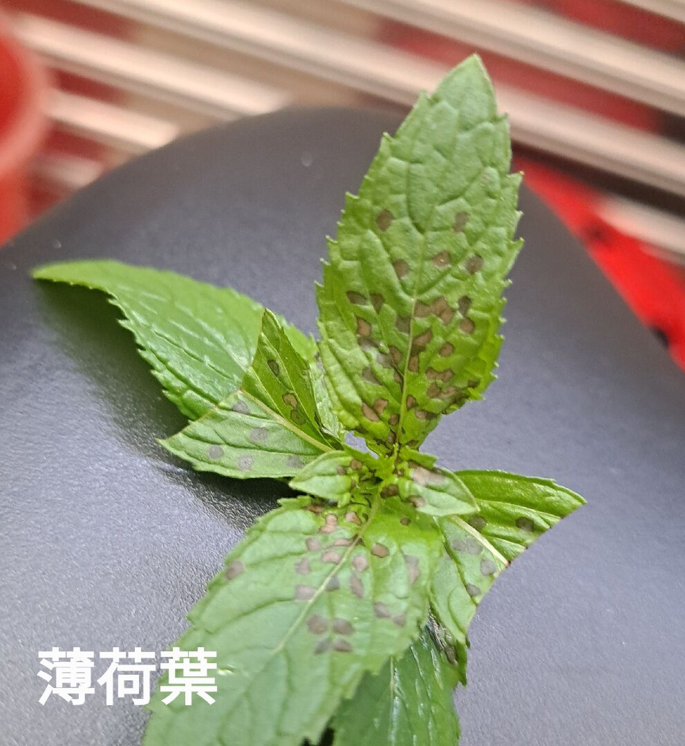 植物葉面佈滿黑色斑點