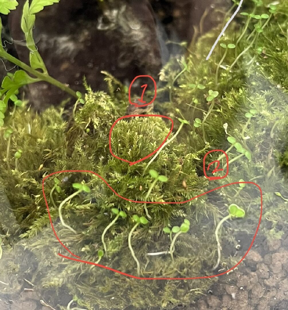 1.請問這個是什麼苔蘚2. 這是什麼植物?