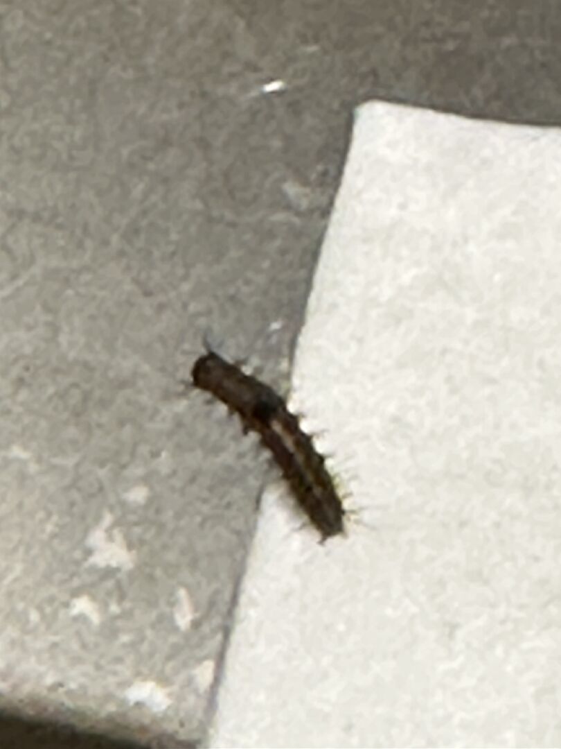 請問這是什麼蟲