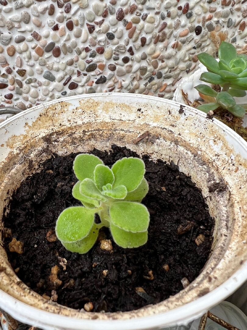 詢問圖片中的植物是否為絨毛左手香呢?!