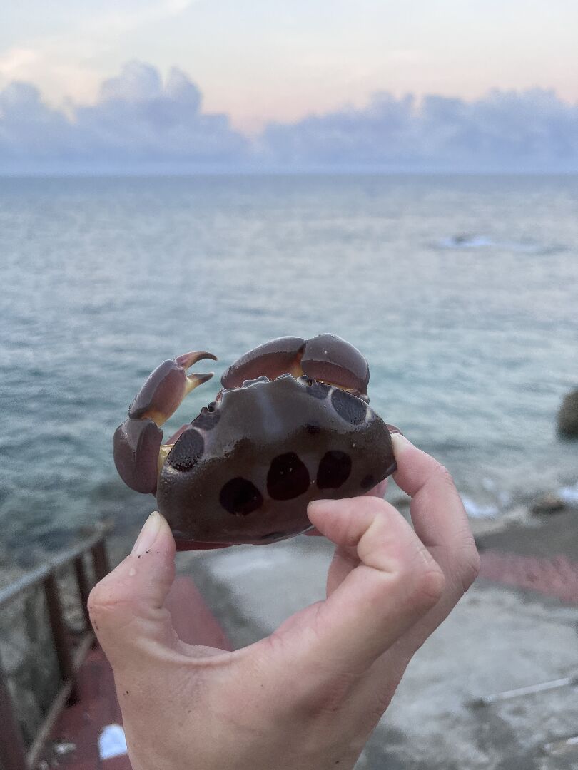 請問這是什麼螃蟹