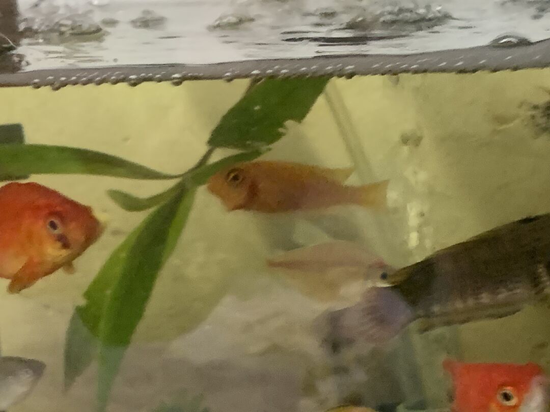 請問這是什麼魚
