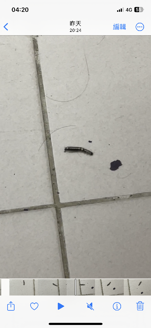 請問這個是什麼蟲，他今天大量出現在嘉義市東區