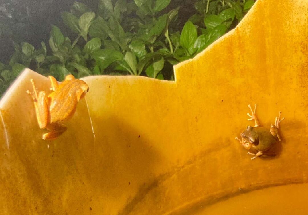 在水桶上發現的樹蛙,不知是何品種?