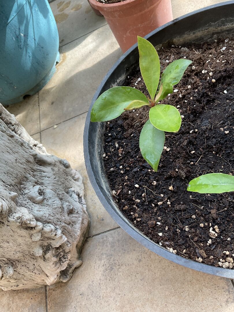 這是甚麼植物