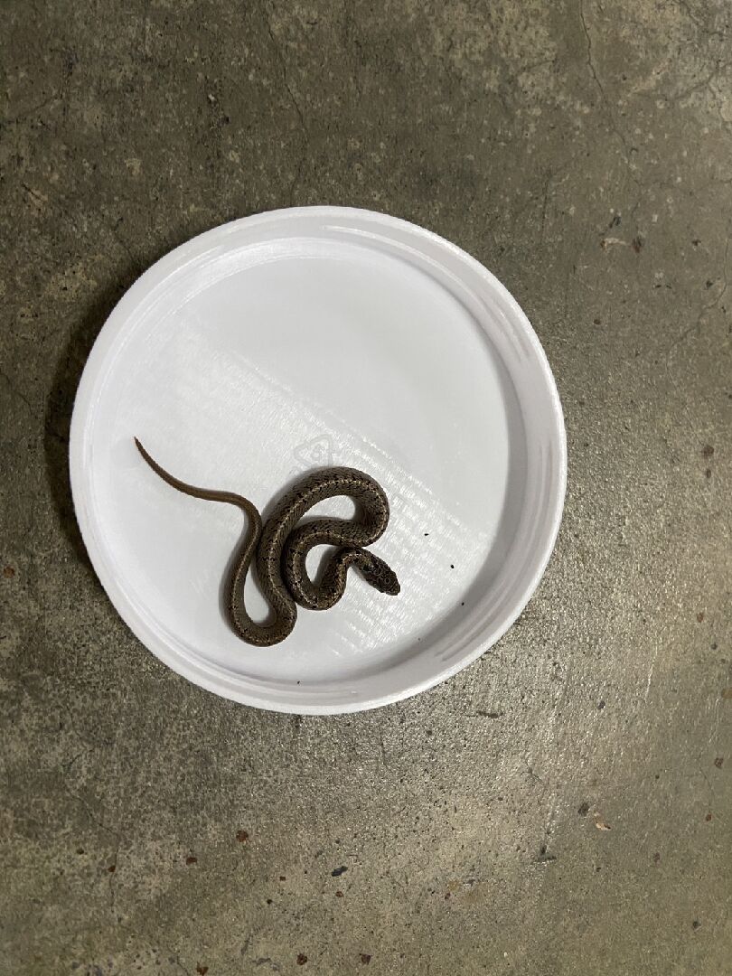 請問這是什麼蛇?
