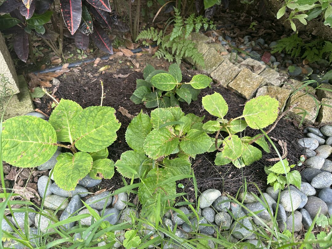 您好 想請問各位繡球花的葉子最近出現褐色斑點是生病了嗎？