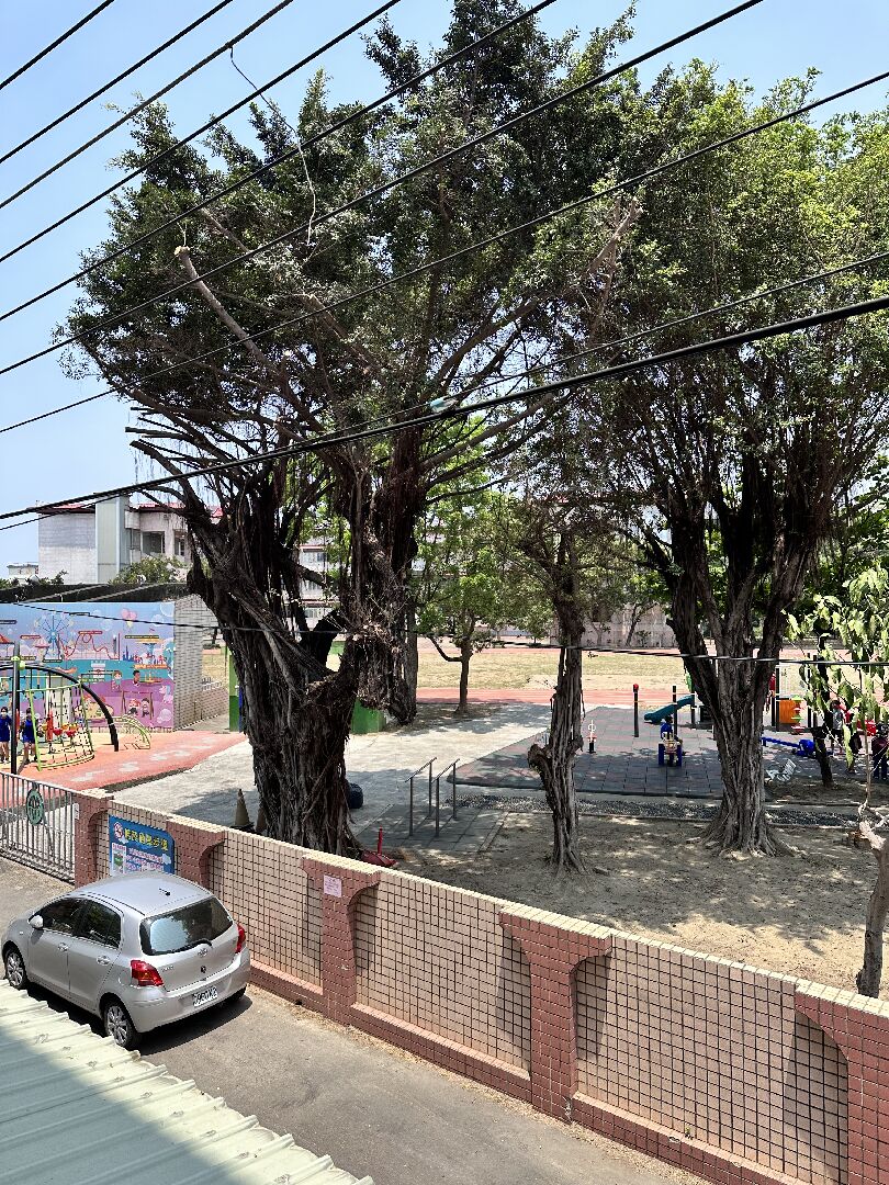 榕樹根侵入地基