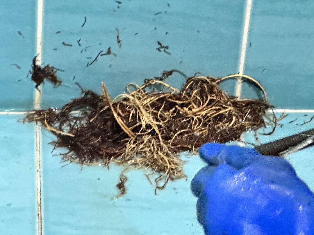 榕樹根侵入地基