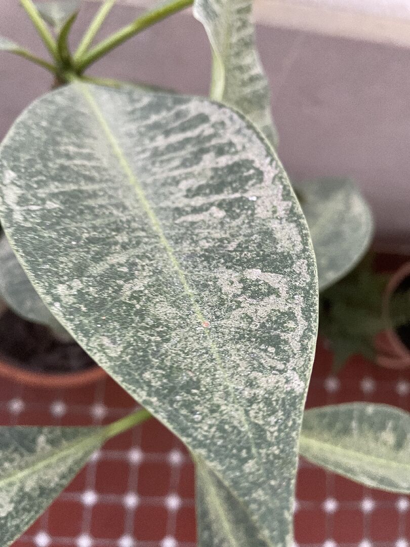 雞蛋花的葉子變斑駁會是什麼原因呢？