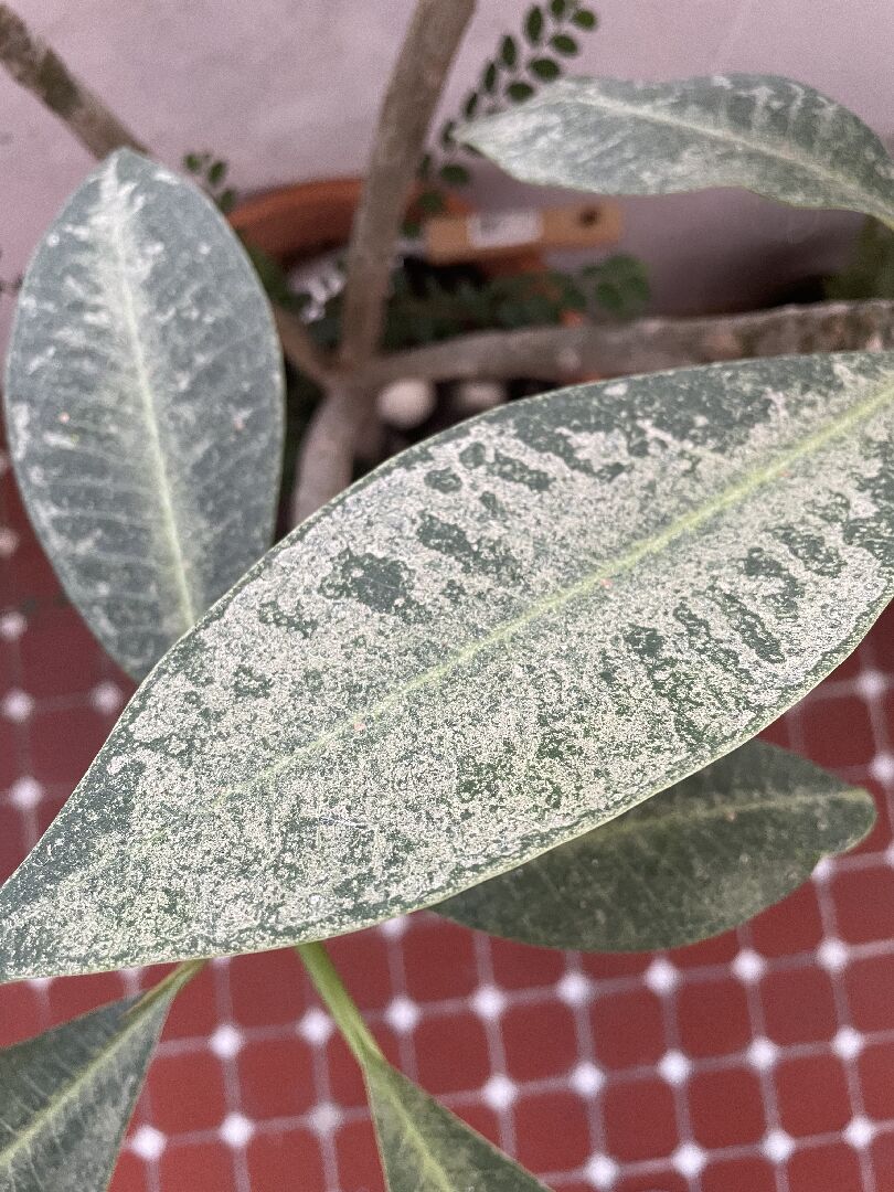 雞蛋花的葉子變斑駁會是什麼原因呢？