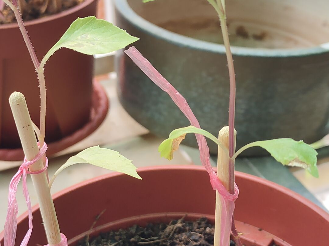 我種的花卉嫩葉怪怪的