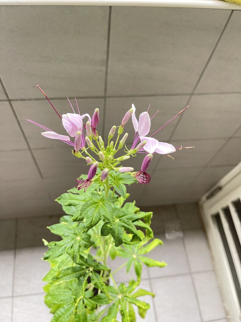 請問這是什麼花 /植物？有毒嗎