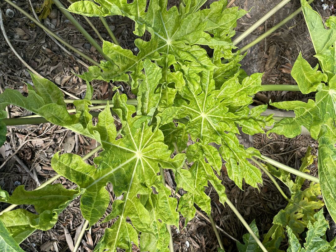 木瓜得了什麼病？如何處理與防治？